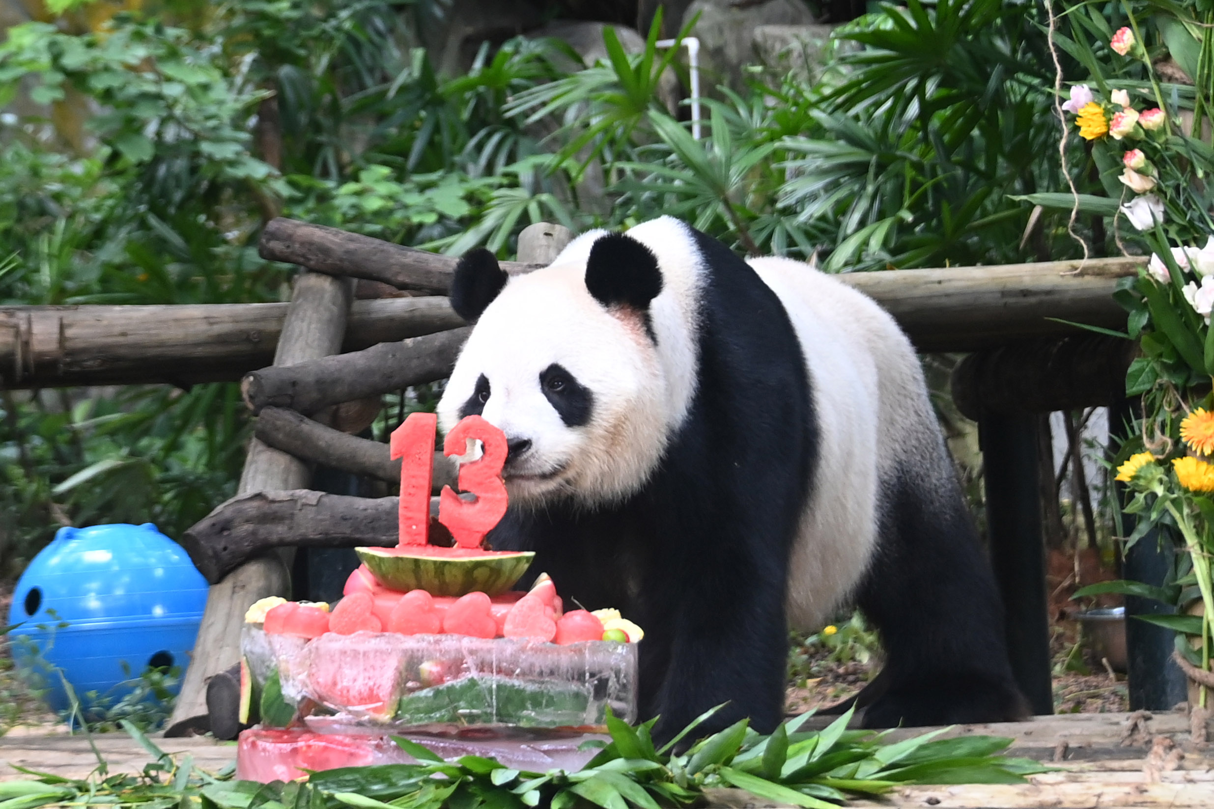 動(dòng)物園飼養(yǎng)員送上“冰皮生日蛋糕”。李木生攝