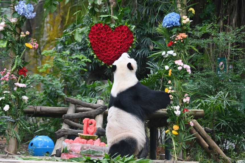 飼養(yǎng)員用玫瑰花編成“愛心”，傳遞濃濃的祝福。李木生攝