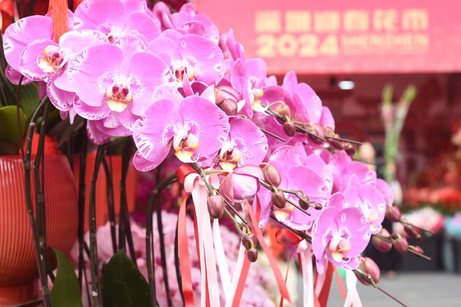 花開迎新年。曹歡慶攝
