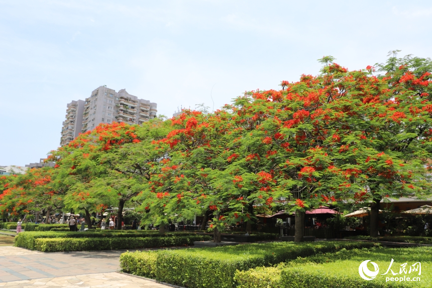深圳街頭鳳凰花盛開。人民網(wǎng) 王星攝