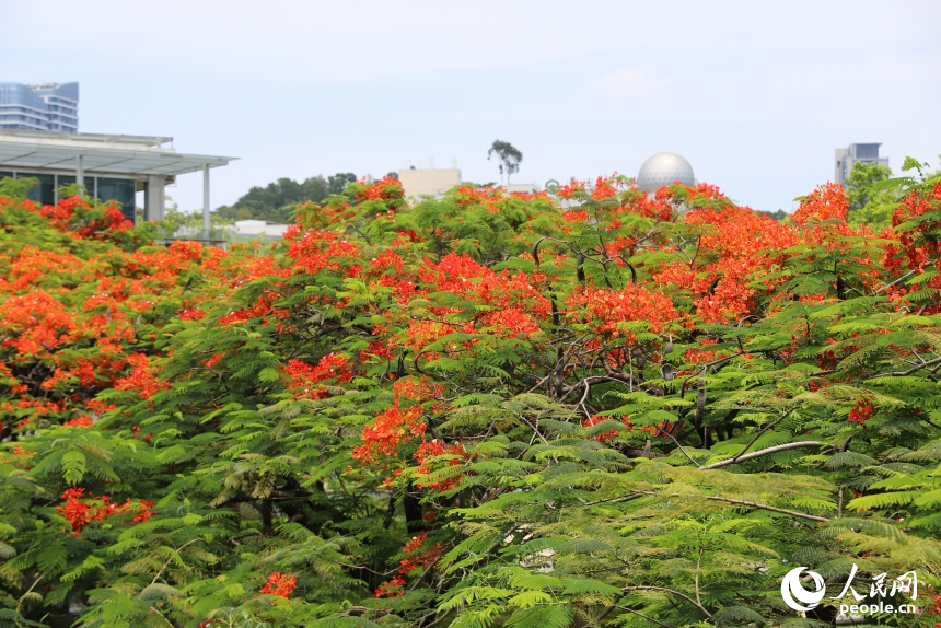 深圳鳳凰花盛開。人民網(wǎng) 王星攝